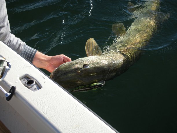 Shrap-Drakers.pl | Shrap Drakers Fishing | Wędkarstwo 