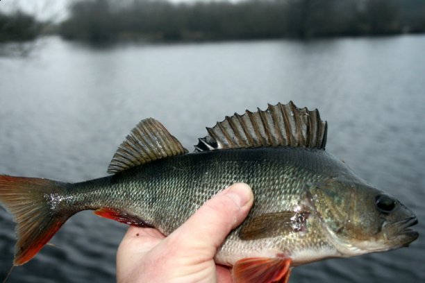 Shrap-Drakers.pl | Shrap Drakers Fishing | Wędkarstwo 