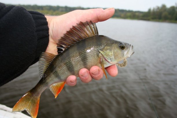 Shrap-Drakers.pl | Shrap Drakers Fishing | Wędkarstwo 