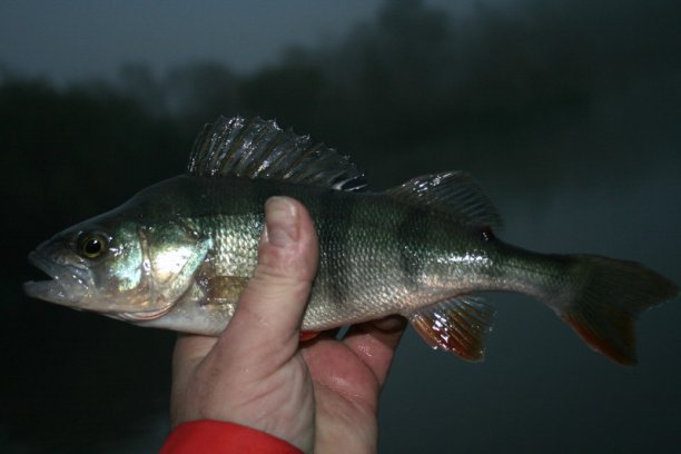 Shrap-Drakers.pl | Shrap Drakers Fishing | Wędkarstwo 