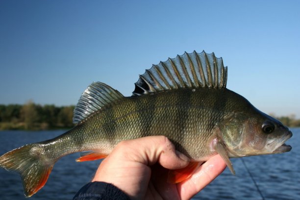 Shrap-Drakers.pl | Shrap Drakers Fishing | Wędkarstwo 