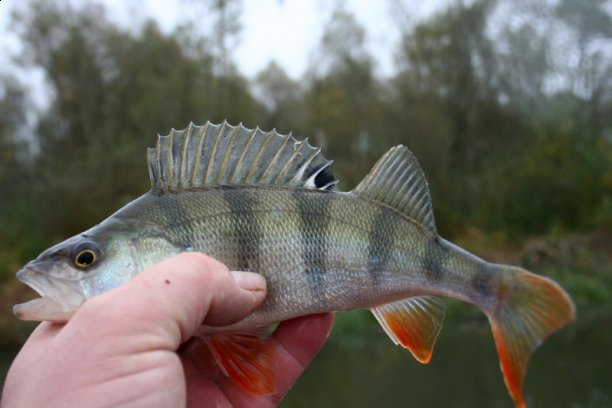 Shrap-Drakers.pl | Shrap Drakers Fishing | Wędkarstwo 