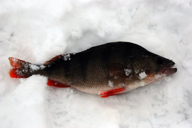 Shrap-Drakers.pl | Shrap Drakers Fishing | Wędkarstwo 