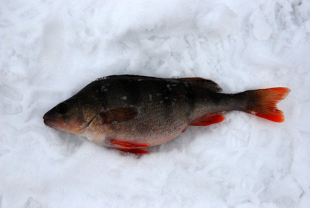 Shrap-Drakers.pl | Shrap Drakers Fishing | Wędkarstwo 