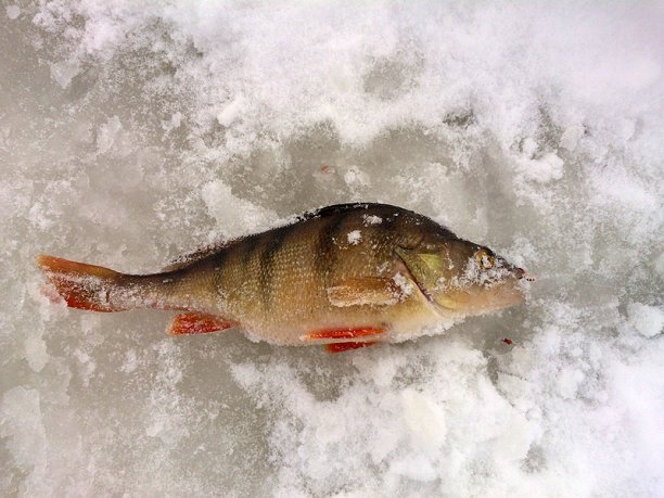 Shrap-Drakers.pl | Shrap Drakers Fishing | Wędkarstwo 