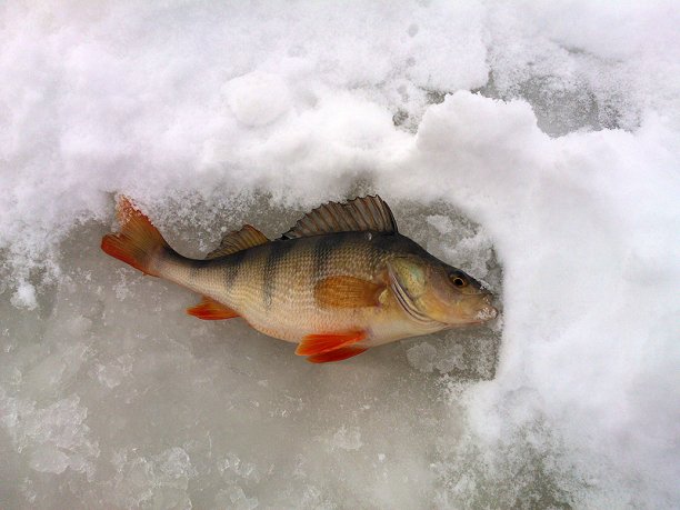 Shrap-Drakers.pl | Shrap Drakers Fishing | Wędkarstwo 