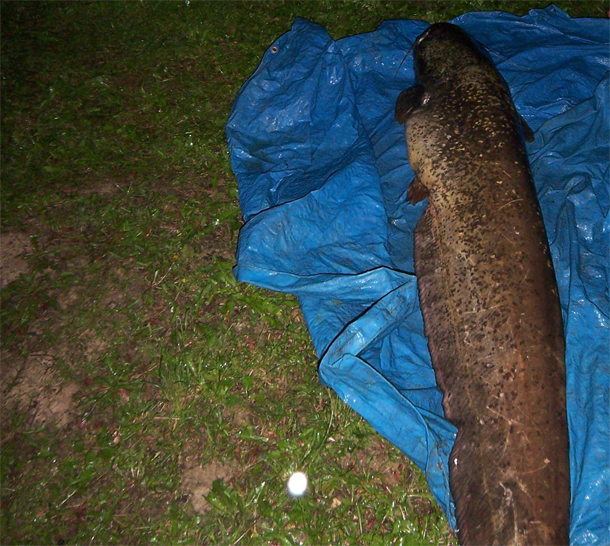 Shrap-Drakers.pl | Shrap Drakers Fishing | Wędkarstwo 