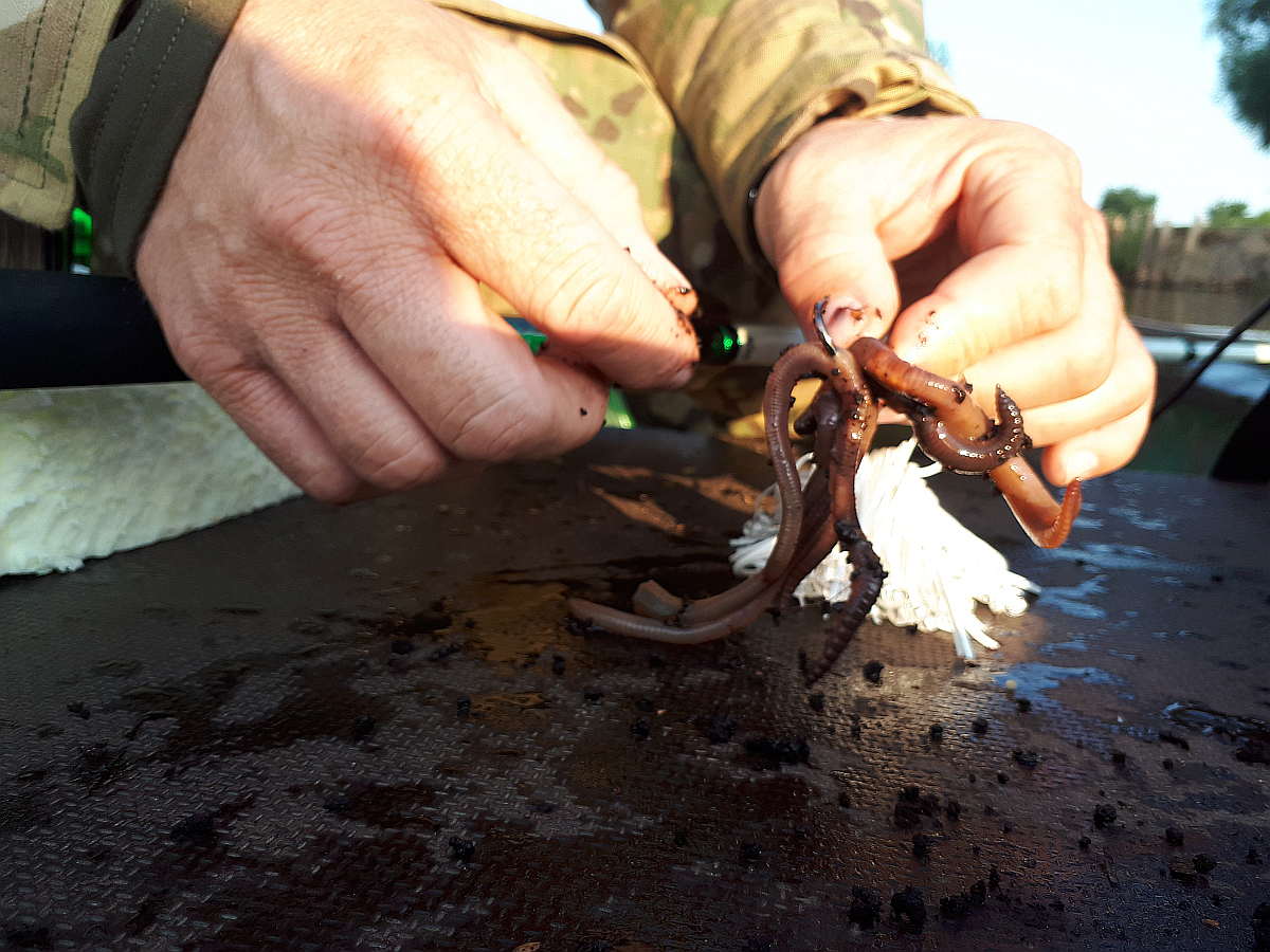 Shrap-Drakers.pl | Shrap Drakers Fishing | Wędkarstwo 