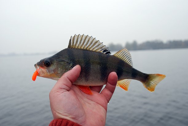 Shrap-Drakers.pl | Shrap Drakers Fishing | Wędkarstwo 