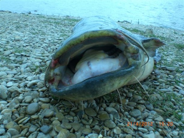 Shrap-Drakers.pl | Shrap Drakers Fishing | Wędkarstwo 