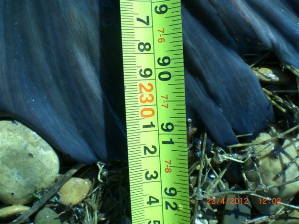 Shrap-Drakers.pl | Shrap Drakers Fishing | Wędkarstwo 