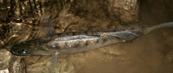 Shrap-Drakers.pl | Shrap Drakers Fishing | Wędkarstwo 