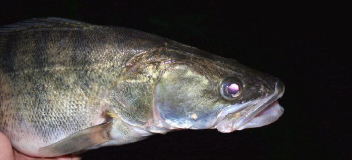 Shrap-Drakers.pl | Shrap Drakers Fishing | Wędkarstwo 