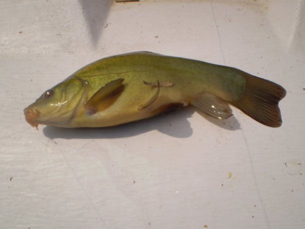 Shrap-Drakers.pl | Shrap Drakers Fishing | Wędkarstwo 