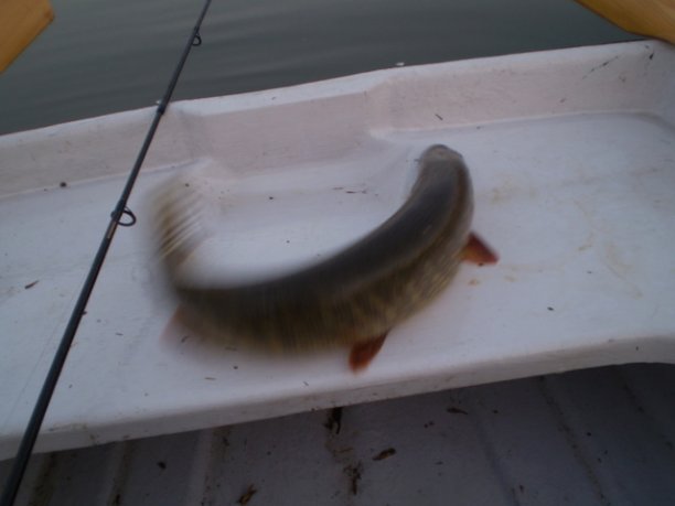 Shrap-Drakers.pl | Shrap Drakers Fishing | Wędkarstwo 