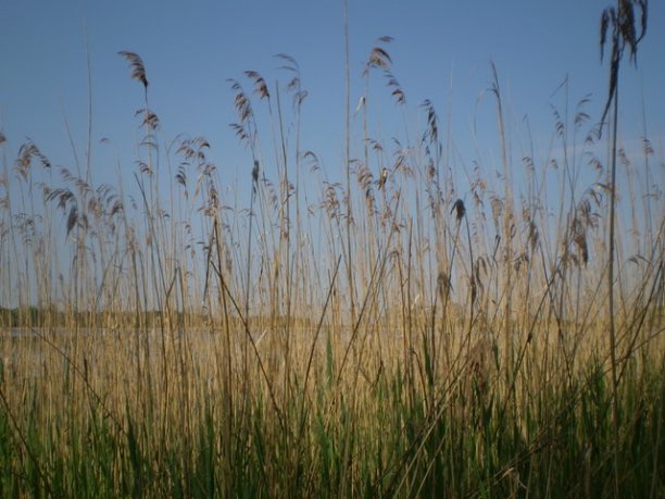 Shrap-Drakers.pl | Shrap Drakers Fishing | Wędkarstwo 