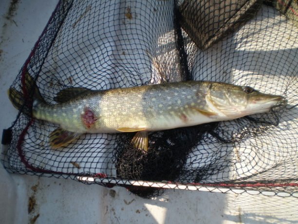 Shrap-Drakers.pl | Shrap Drakers Fishing | Wędkarstwo 