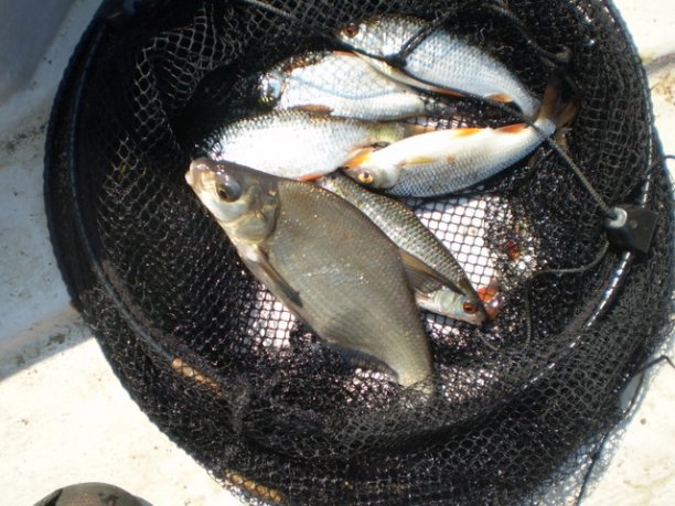 Shrap-Drakers.pl | Shrap Drakers Fishing | Wędkarstwo 