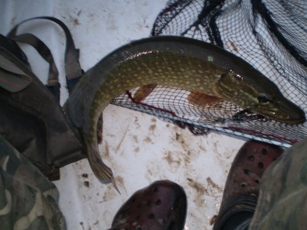 Shrap-Drakers.pl | Shrap Drakers Fishing | Wędkarstwo 