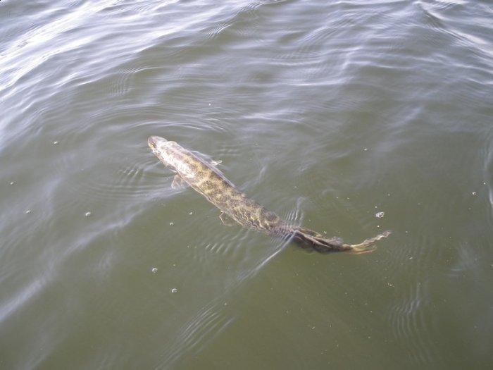 Shrap-Drakers.pl | Shrap Drakers Fishing | Wędkarstwo 