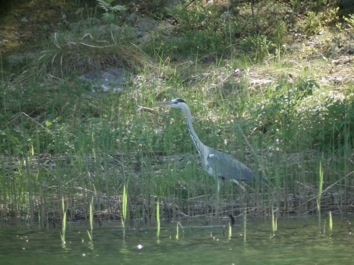 Shrap-Drakers.pl | Shrap Drakers Fishing | Wędkarstwo 