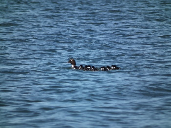Shrap-Drakers.pl | Shrap Drakers Fishing | Wędkarstwo 