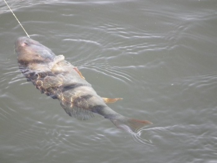 Shrap-Drakers.pl | Shrap Drakers Fishing | Wędkarstwo 