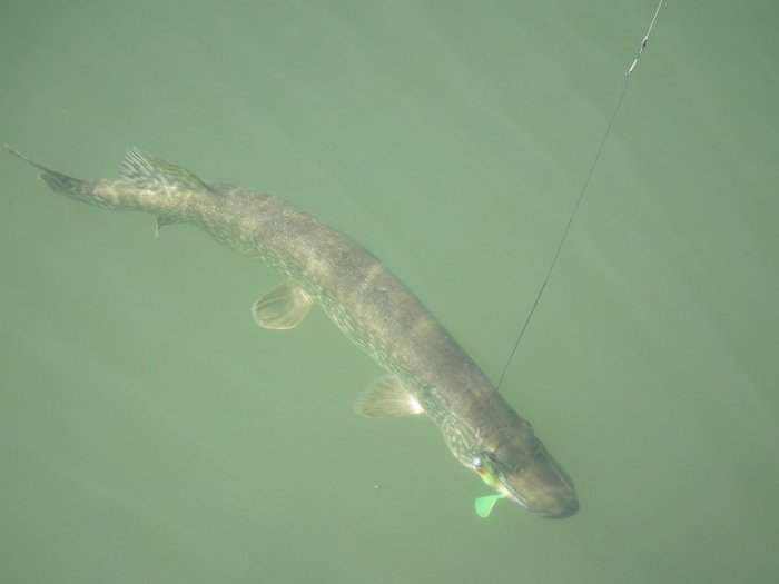 Shrap-Drakers.pl | Shrap Drakers Fishing | Wędkarstwo 