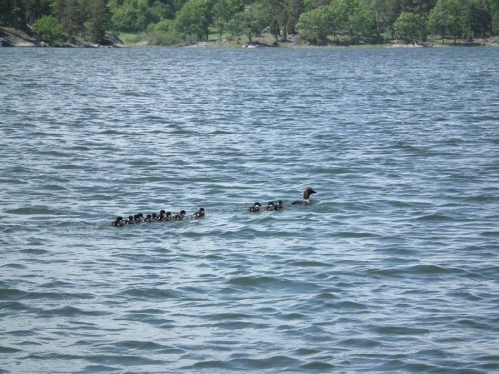 Shrap-Drakers.pl | Shrap Drakers Fishing | Wędkarstwo 