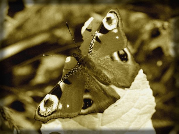 Shrap-Drakers.pl | Shrap Drakers Fishing | Wędkarstwo 