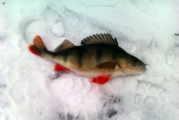 Shrap-Drakers.pl | Shrap Drakers Fishing | Wędkarstwo 