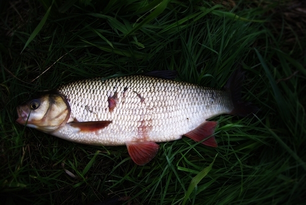 Shrap-Drakers.pl | Shrap Drakers Fishing | Wędkarstwo 