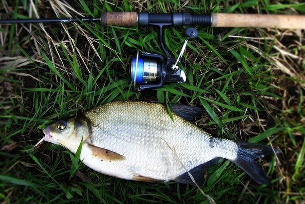 Shrap-Drakers.pl | Shrap Drakers Fishing | Wędkarstwo 