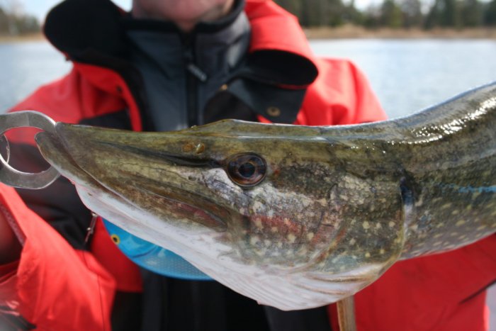 Shrap-Drakers.pl | Shrap Drakers Fishing | Wędkarstwo 