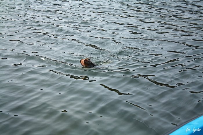 Shrap-Drakers.pl | Shrap Drakers Fishing | Wędkarstwo 