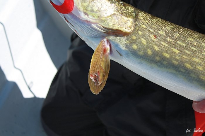 Shrap-Drakers.pl | Shrap Drakers Fishing | Wędkarstwo 