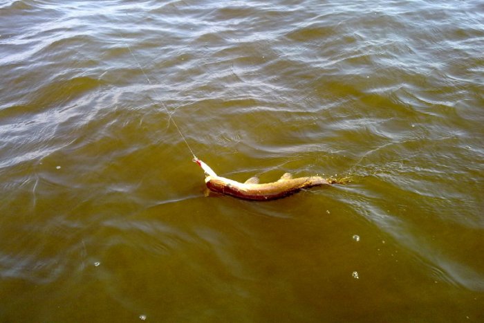 Shrap-Drakers.pl | Shrap Drakers Fishing | Wędkarstwo 