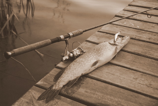 Shrap-Drakers.pl | Shrap Drakers Fishing | Wędkarstwo 