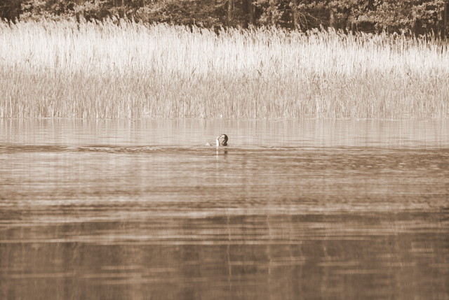 Shrap-Drakers.pl | Shrap Drakers Fishing | Wędkarstwo 