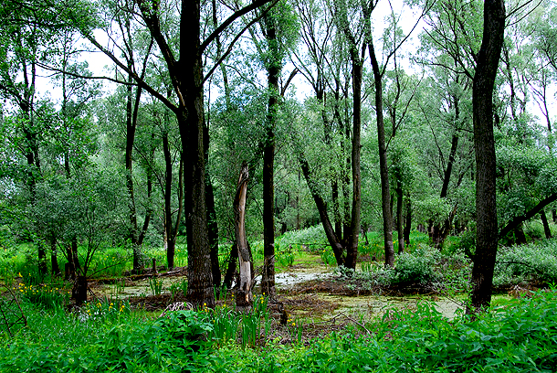 Shrap-Drakers.pl | Shrap Drakers Fishing | Wędkarstwo 