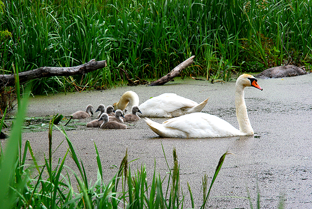 Shrap-Drakers.pl | Shrap Drakers Fishing | Wędkarstwo 