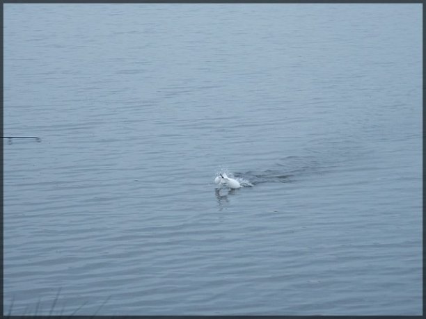 Shrap-Drakers.pl | Shrap Drakers Fishing | Wędkarstwo 