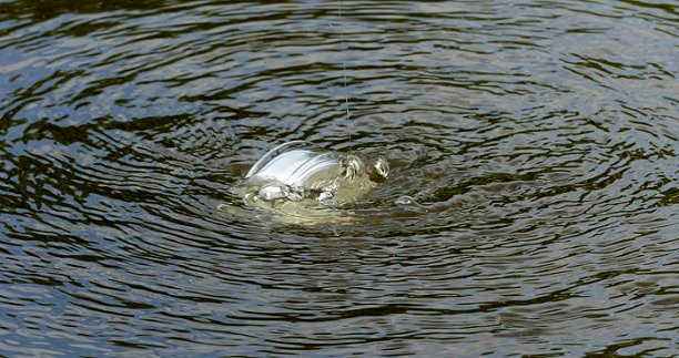 Shrap-Drakers.pl | Shrap Drakers Fishing | Wędkarstwo 