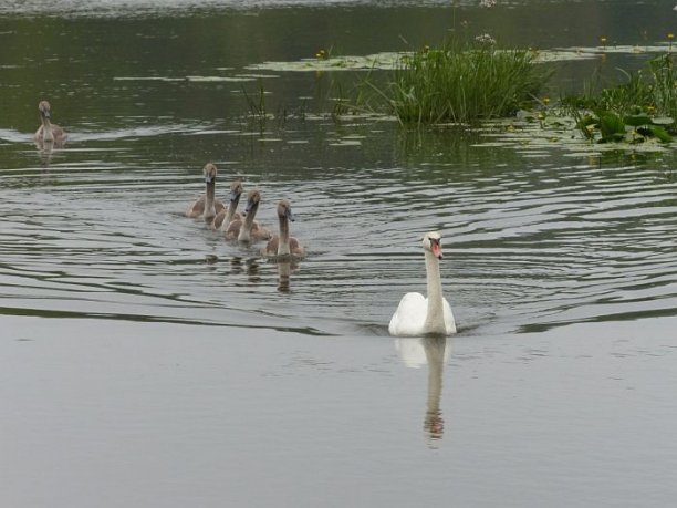 Shrap-Drakers.pl | Shrap Drakers Fishing | Wędkarstwo 