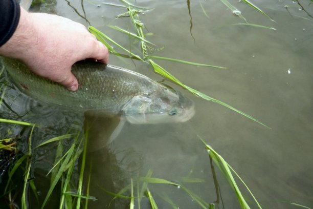 Shrap-Drakers.pl | Shrap Drakers Fishing | Wędkarstwo 