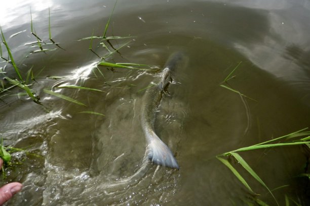 Shrap-Drakers.pl | Shrap Drakers Fishing | Wędkarstwo 