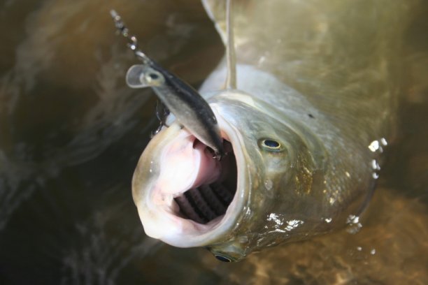 Shrap-Drakers.pl | Shrap Drakers Fishing | Wędkarstwo 