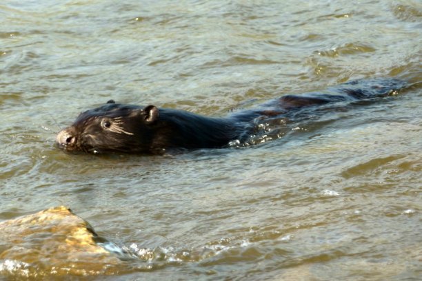 Shrap-Drakers.pl | Shrap Drakers Fishing | Wędkarstwo 