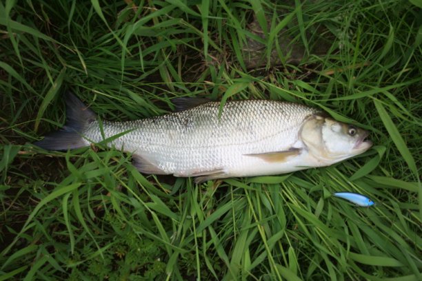 Shrap-Drakers.pl | Shrap Drakers Fishing | Wędkarstwo 