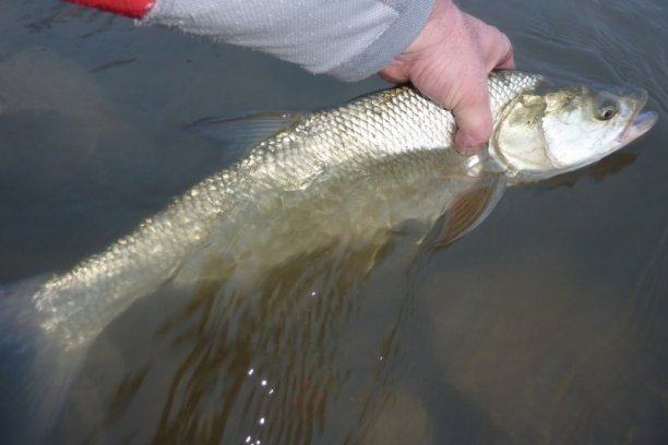 Shrap-Drakers.pl | Shrap Drakers Fishing | Wędkarstwo 